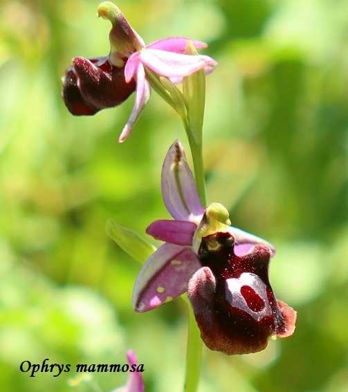 Orchidee dell''Epiro e del Peloponneso